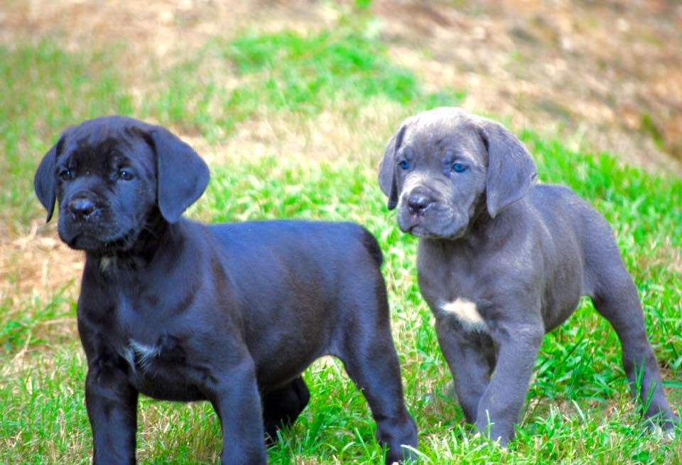 The Ultimate Guide to Finding Cane Corso Puppies for Sale: Get Ready for Your New Family Member